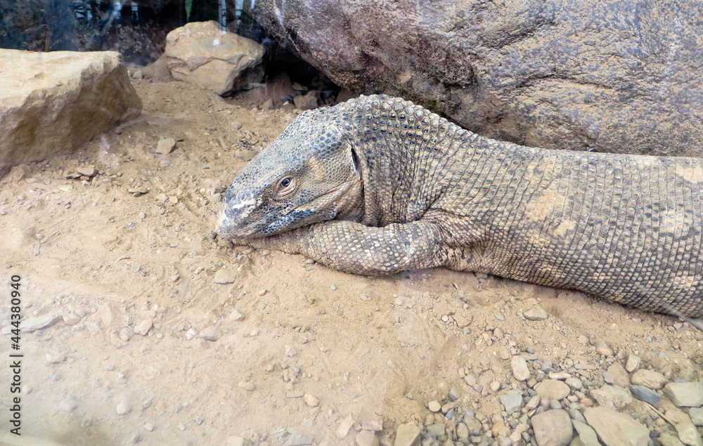 Lézard Lézard