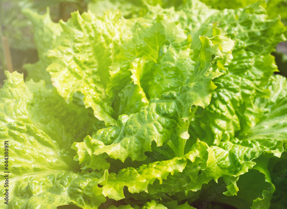 Fresh ripe head of lettuce cabbage (Lactuca sativa) with lots of leaves growing in homemade garden. Close-up. Organic farming, healthy food, BIO viands, back to nature concept. Fresh ripe head of lettuce cabbage (Lactuca sativa) with lots of leaves growing in homemade garden. Close-up. Organic farming, healthy food, BIO viands, back to nature concept.