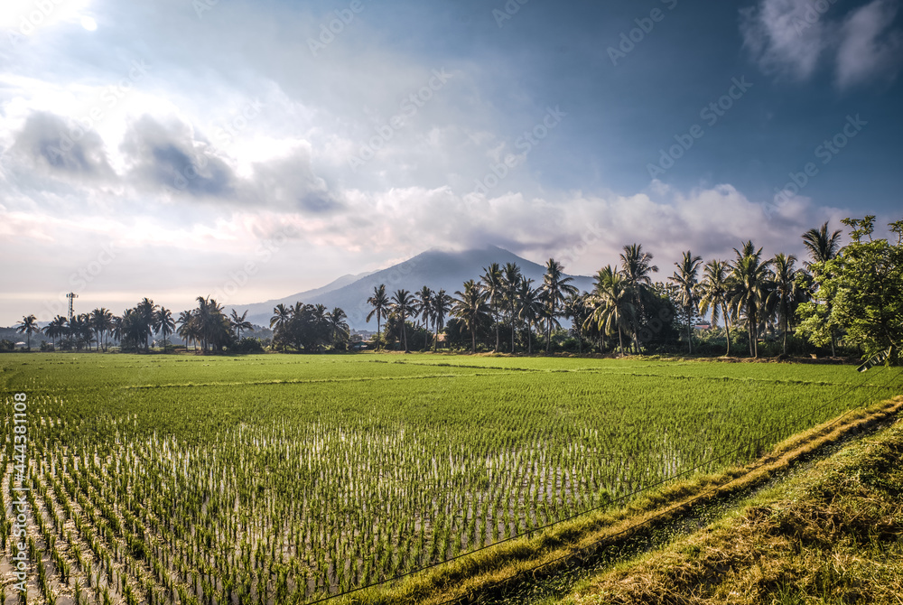 Rice fields at Philippine coiuntryside under morning sky