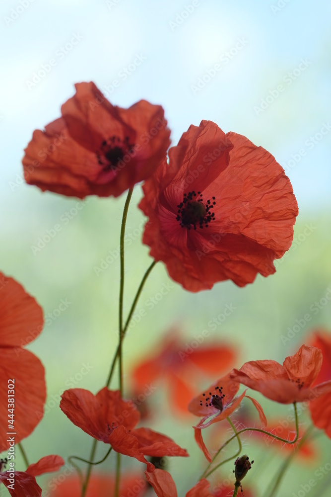 Fototapeta premium Poppies in the field, on a spring day