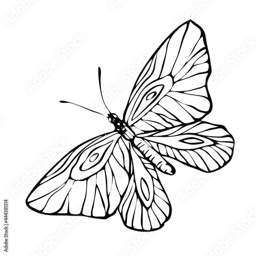 butterfly, contour black-and-white hand drawing, coloring, logo isolated on a white background