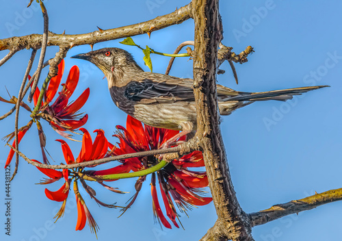 Australian Red Wattlebird perched in a Tree	 photo