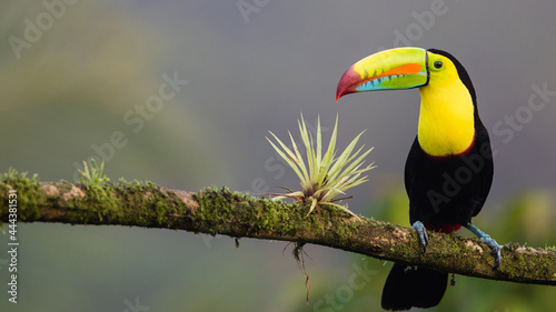 4k toucan sitting on a Powerful branch