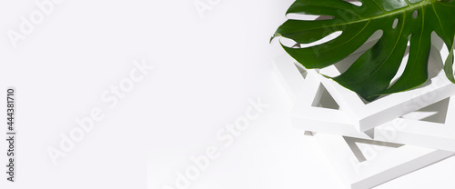 A fresh tropical green monstera leaf on a white background lies on a white podium frame. Banner