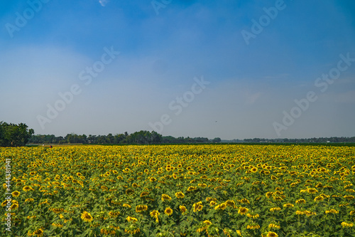 field of dandelions © Rezan