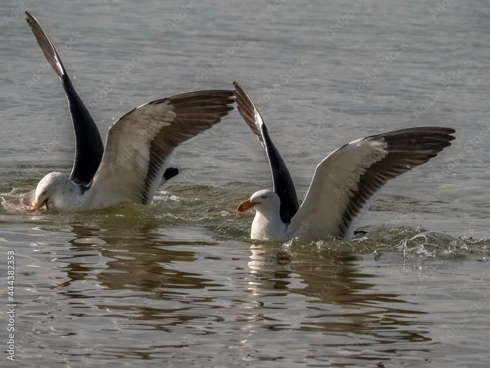 Naklejka premium Gulls Swanning Around