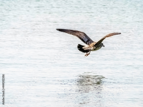 Juvenile Gull Flying