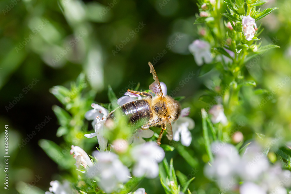 eine Honigbiene sammelt an einer weißen Blüte Honig
eine Honigbiene sammelt an einer weißen Blüte Honig