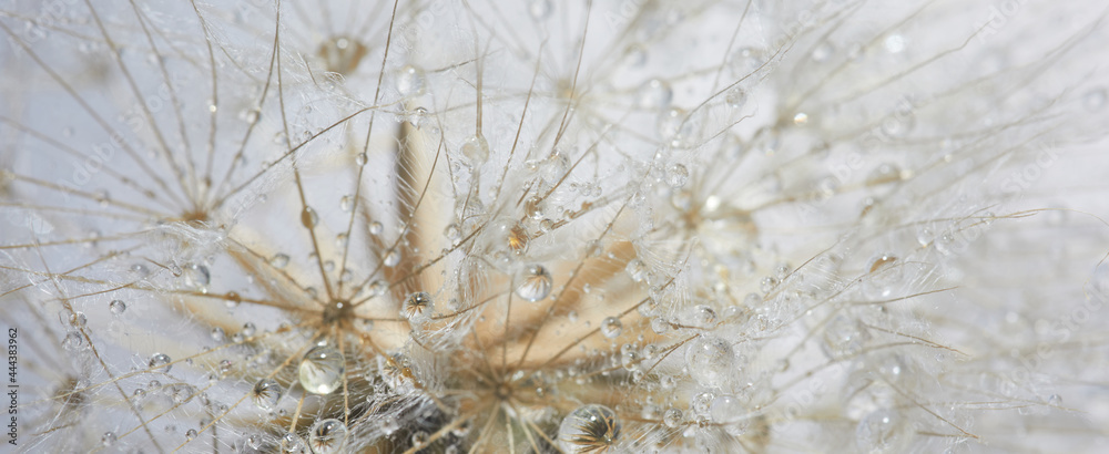 Beautiful dew drops on a dandelion seed. Beautiful soft background. Macro photography. - obrazy, fototapety, plakaty 