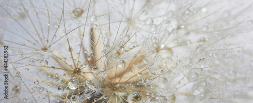 Foto Beautiful dew drops on a dandelion seed