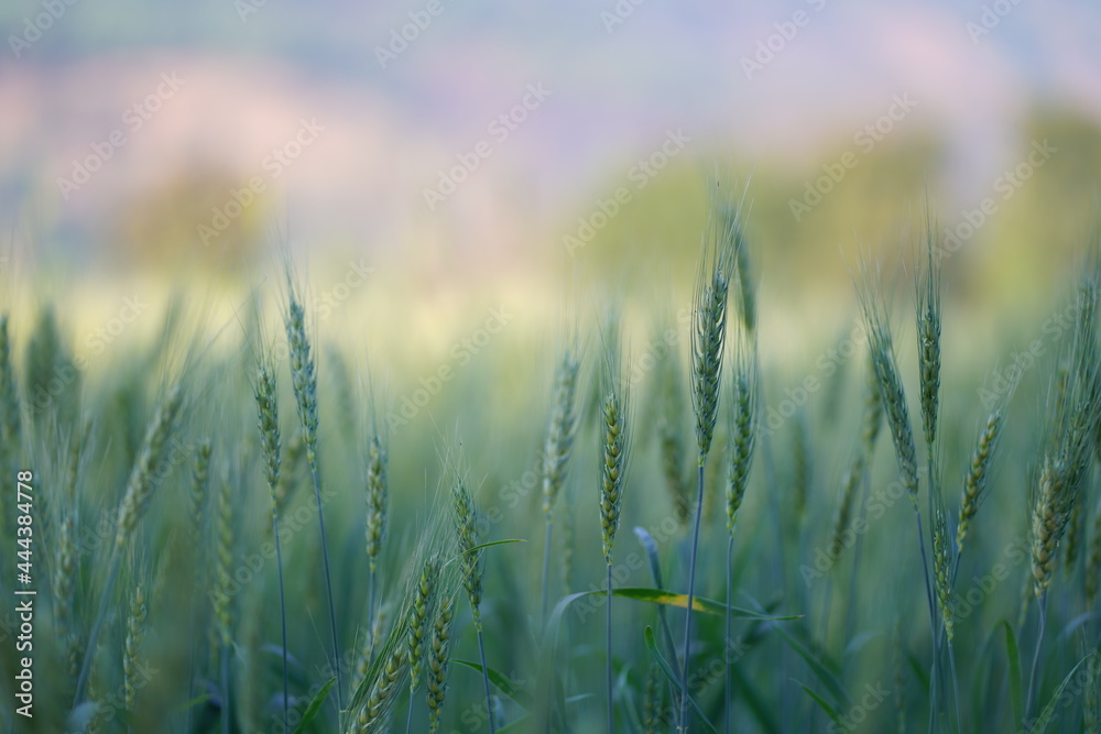 field of wheat