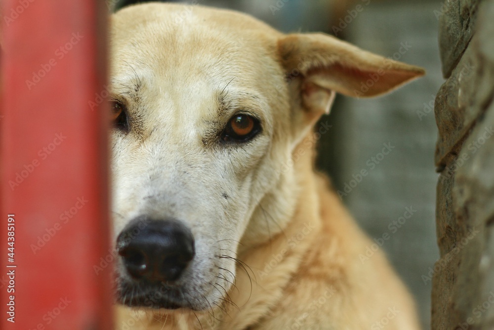 White dog is looking sad.