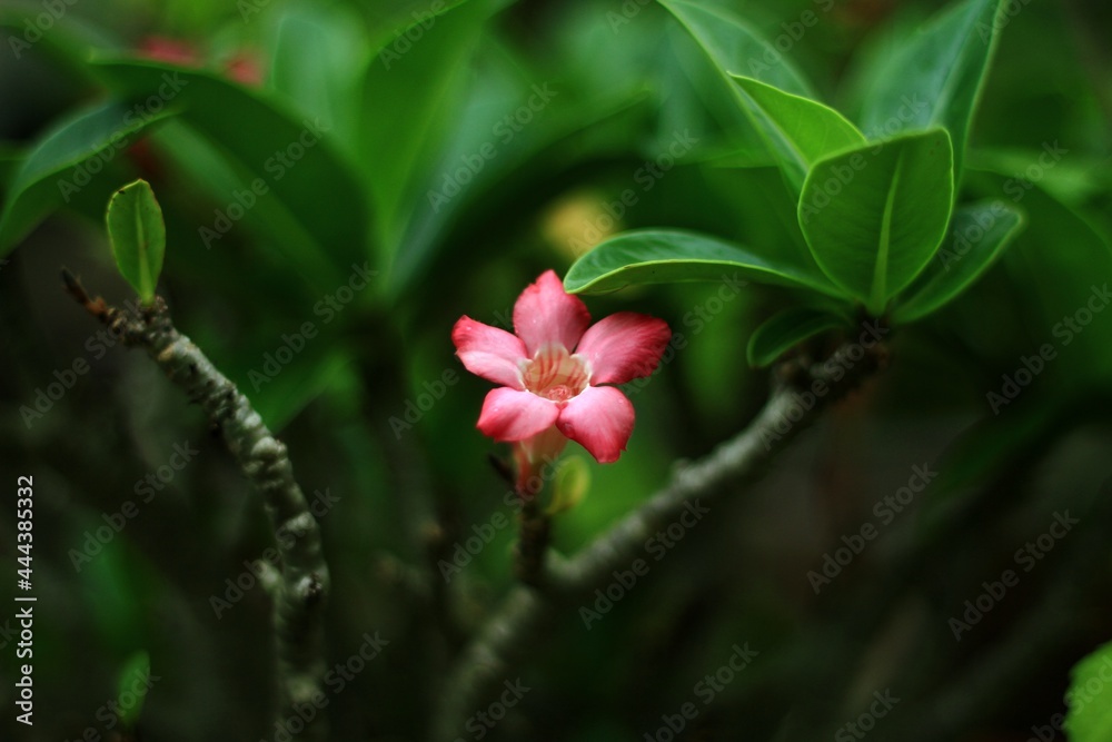 Close up a Azalea flowers Pink color flowers on the background. Close up a Azalea flowers Pink color flowers on the background.