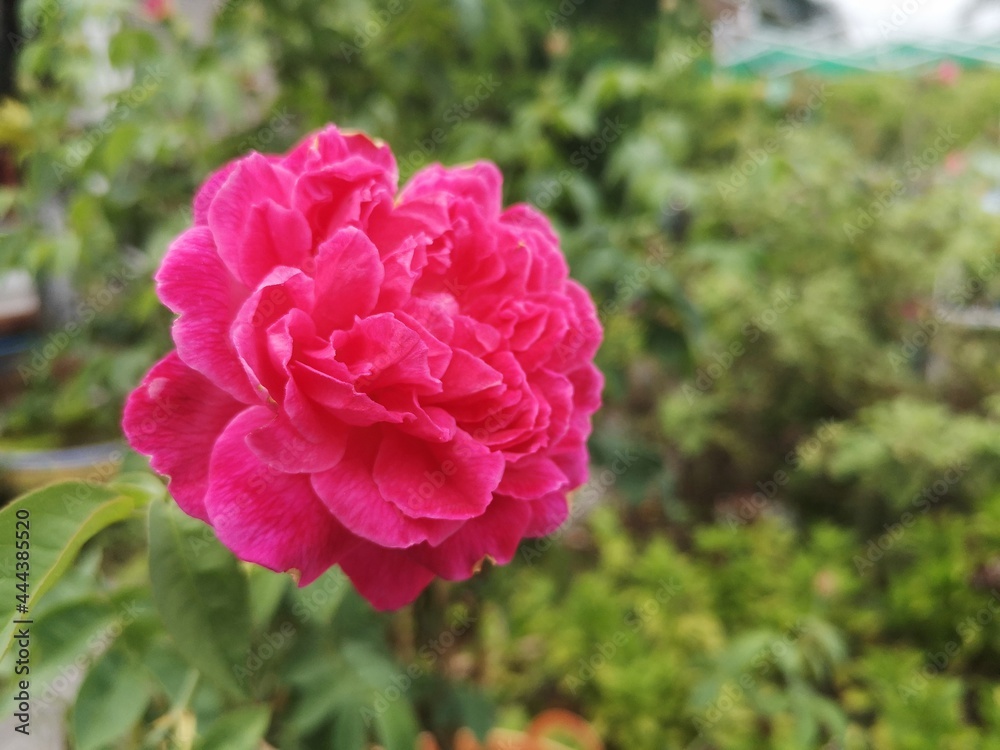 Pink rose with green leaves background. Pink rose with green leaves background.