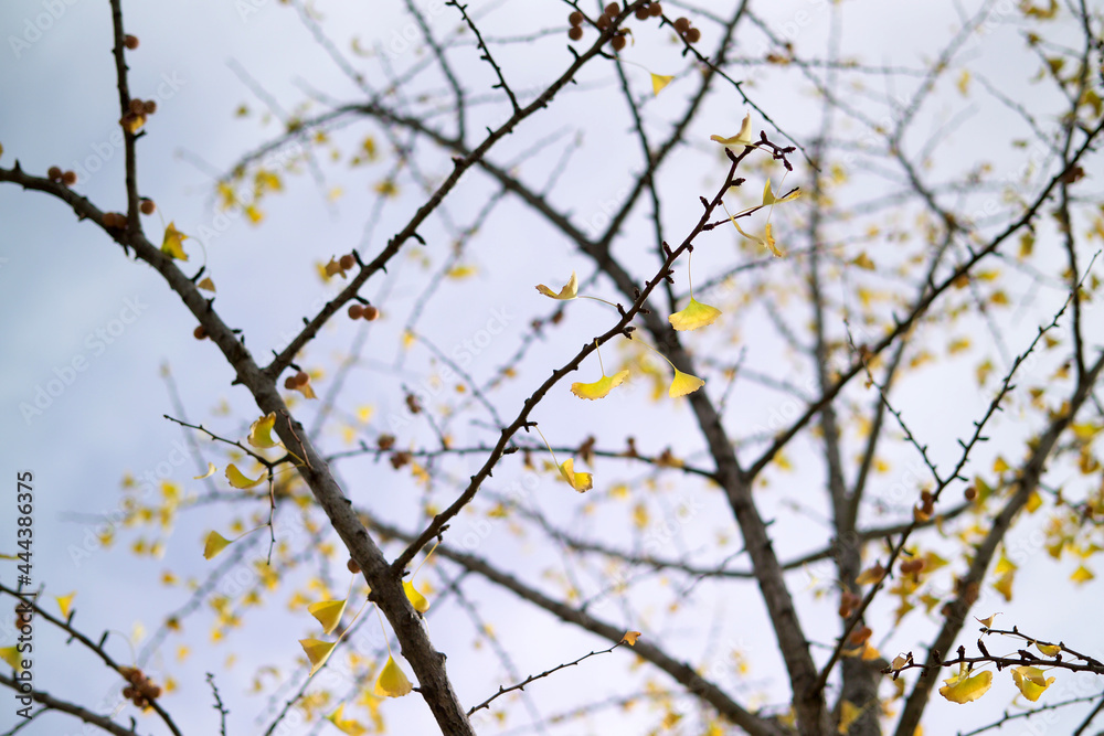 ginkgo ginkgo