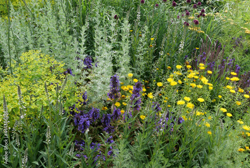 Photos Herbaceous border showing a mixture of yellow and purple flowers