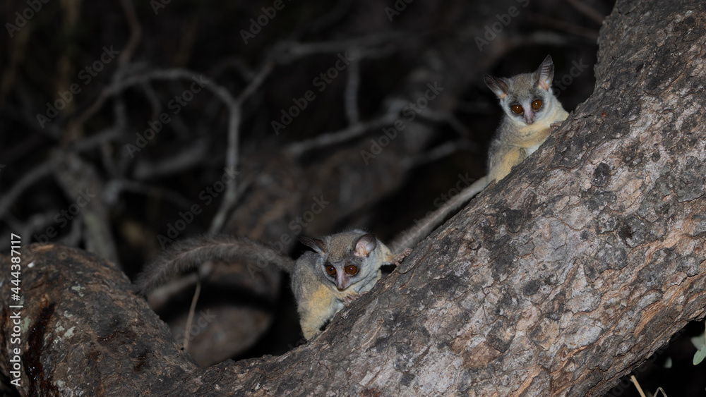 Lesser bushbabies in a tree at night