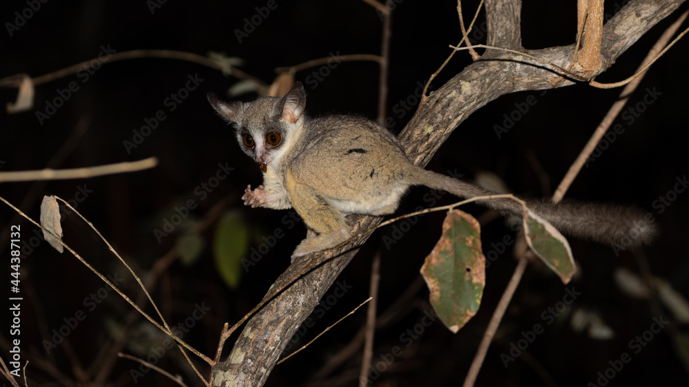 lesser bushbaby at night in a tree