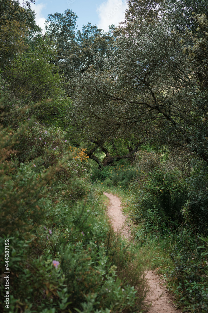 Green forest with many trees and plants around, dirt road and blue sky Green forest with many trees and plants around, dirt road and blue sky