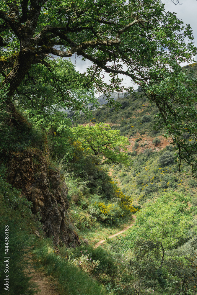 Green forest with many trees and plants around, dirt road and blue sky Green forest with many trees and plants around, dirt road and blue sky
