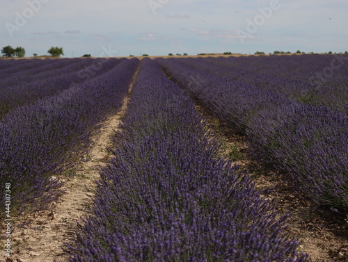 beautiful field lavender flowers aroma natural color insect oils