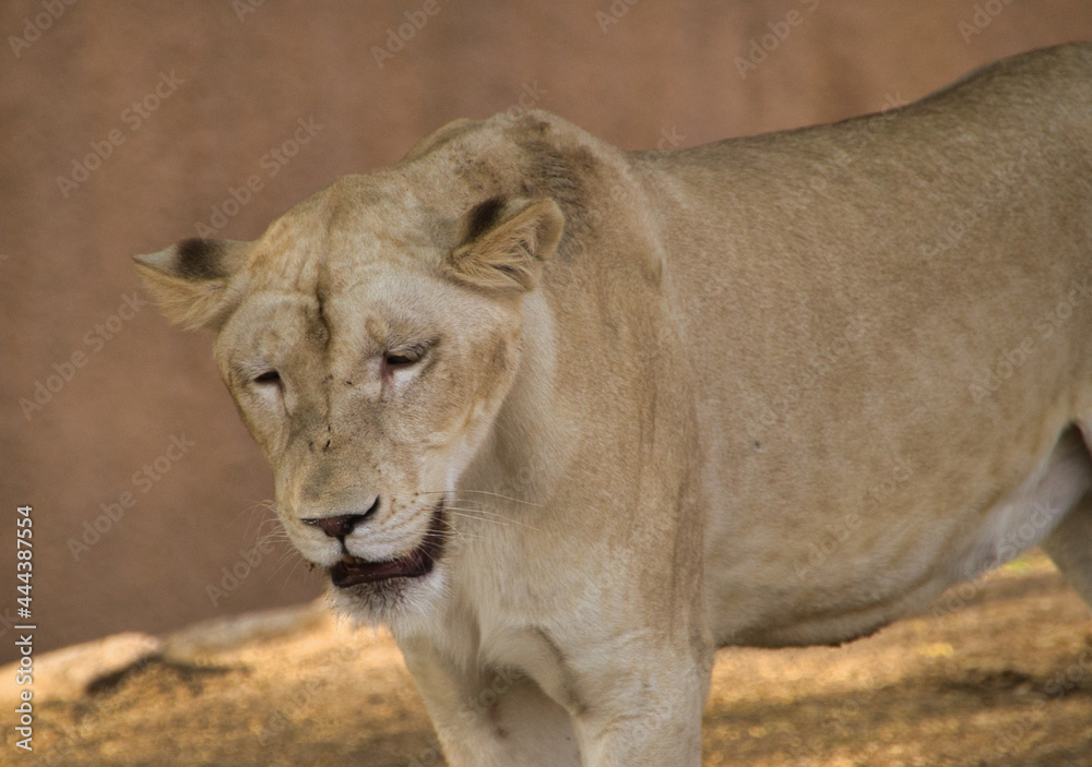 Lioness in its den with siblings Lioness in its den with siblings