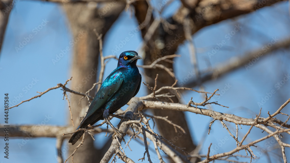 Cape starling - bright blue colors