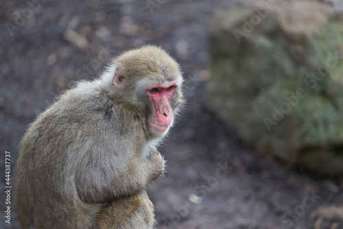 Macaque monkey sitting © Pete
