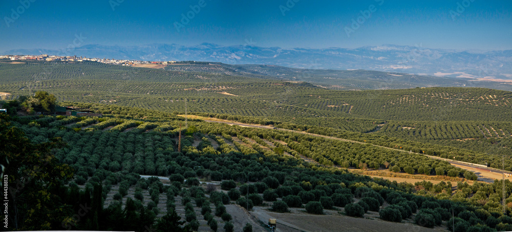 Paisaje de olivares en la Sierra de Cazorla, Jaén, Andalucía, España.
