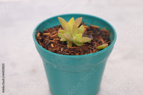 Green plant in a pot on a white background photo