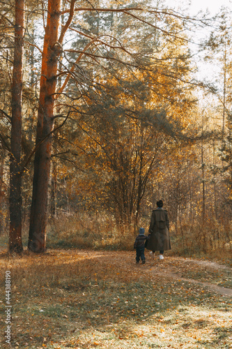 mom and son are walking through the autumn forest. rear view. Autumn mixed forest in the rays of the sun. Pines, birches, firs in yellow falling leaves. Autumn landscape © Anastasiya Famina