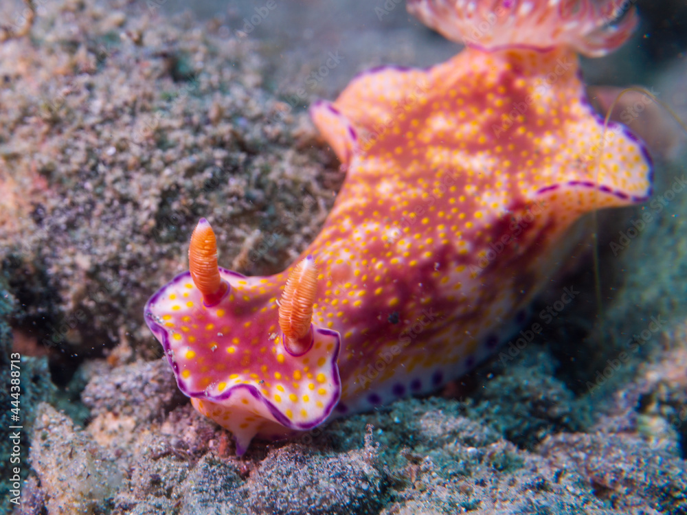Many-Lobed Ceratosoma (Ceratosoma tenue) nudibranch or sea slug at Little Lember I dive site in Sogod Bay, Southern Leyte, Philippines. Underwater photography and travel. Many-Lobed Ceratosoma (Ceratosoma tenue) nudibranch or sea slug at Little Lember I dive site in Sogod Bay, Southern Leyte, Philippines. Underwater photography and travel.
