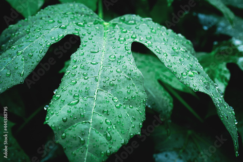 water drops on leaf