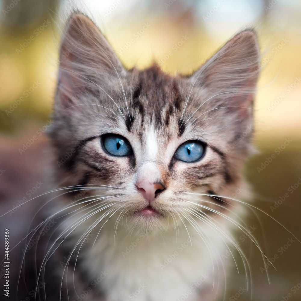 cute kitten, little cat with blue eyes cute kitten, little cat with blue eyes