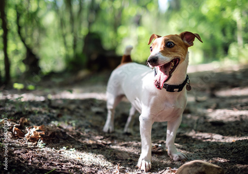 Fototapeta Naklejka Na Ścianę i Meble -  jack russell with tongue out playing in the forest