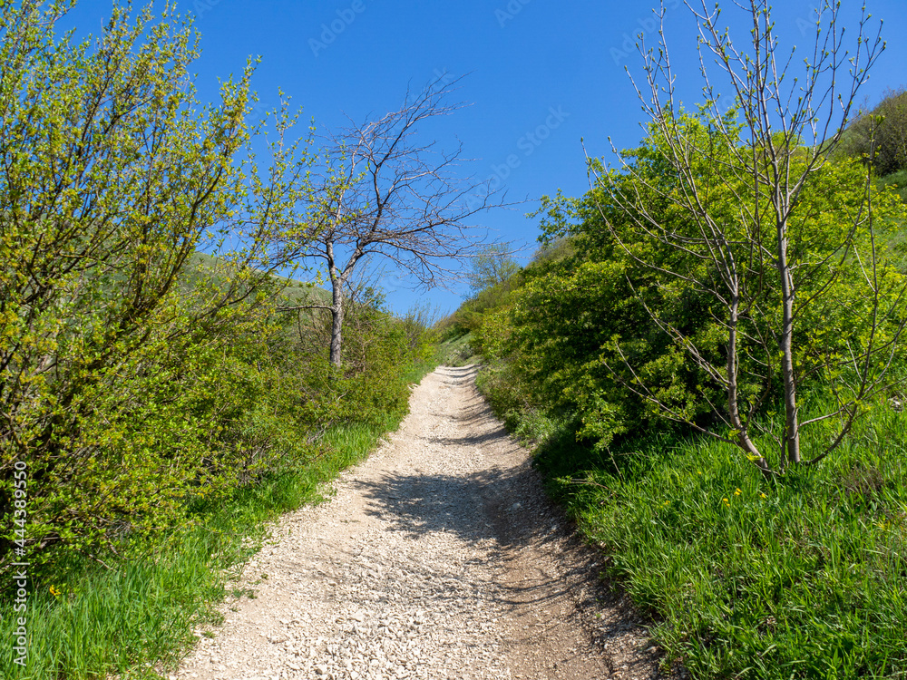 Mountain hiking trail. Gravel road in a wooded area, first-person view of the path. Roadside trees.