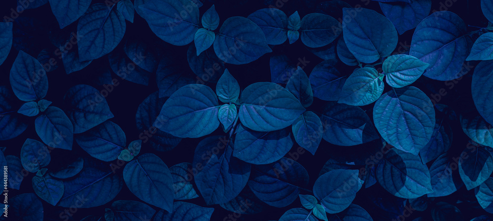 Full Frame of Tropical Leaves Texture Background. tropical leaf Full Frame of Tropical Leaves Texture Background. tropical leaf
