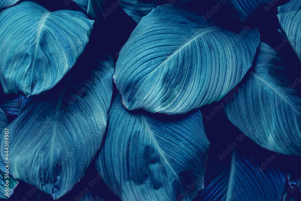 Obraz premium leaves of Spathiphyllum cannifolium, abstract green texture, nature background, tropical leaf