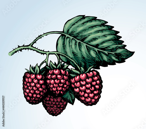 Raspberries on branch. Vector illustration