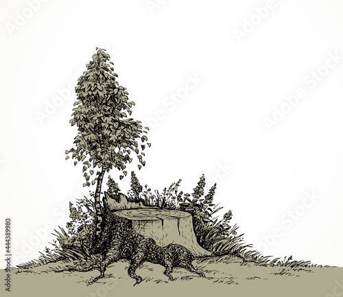 Vector image. Young birch tree grew around an old stump