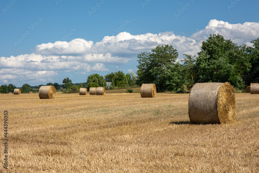 hay bales in a field sunny summer day