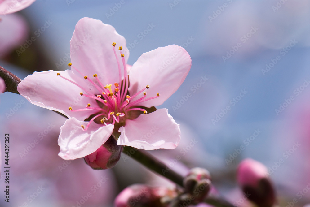 Obraz premium Close-up peach flowers In front of the blurred background 