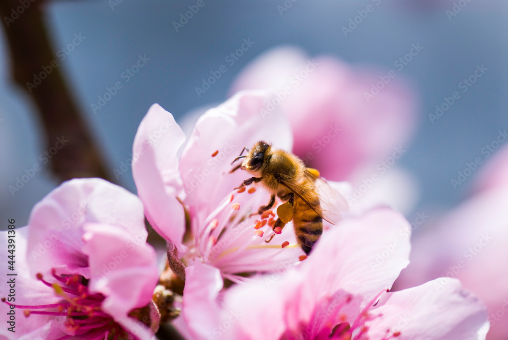 Close-up pink peach flowers with the bee, in the outdoor garden. Close-up pink peach flowers with the bee, in the outdoor garden.