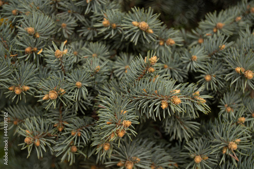 dark green branches of a coniferous tree with needles, with buds on them. Coniferous tree, branches, needles, dark green, nature, background, texture