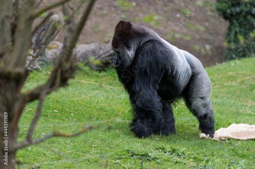 Gorilla Mann Zoo Schmieding Austria