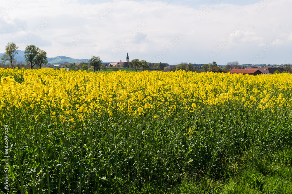 Mostviertel Rapeseed fields, Mostviertel Rapeseed fields,