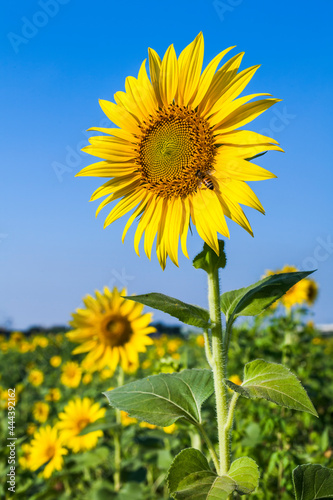Close-up of yellow sunflower field with the blue sky background