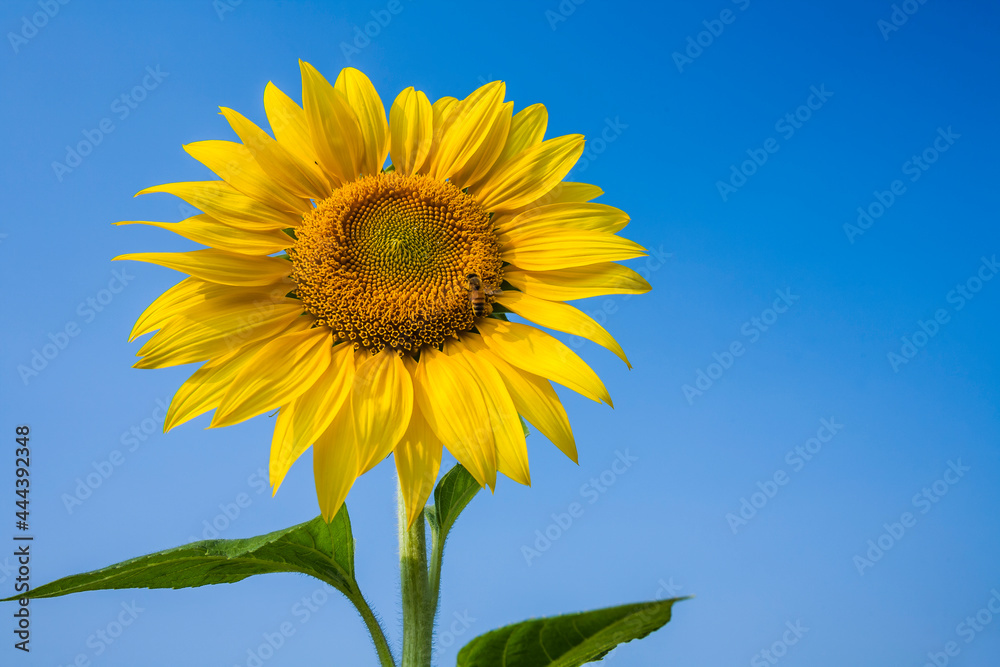 Close-up yellow sunflower with the bee, in the outdoor garden. Close-up yellow sunflower with the bee, in the outdoor garden.