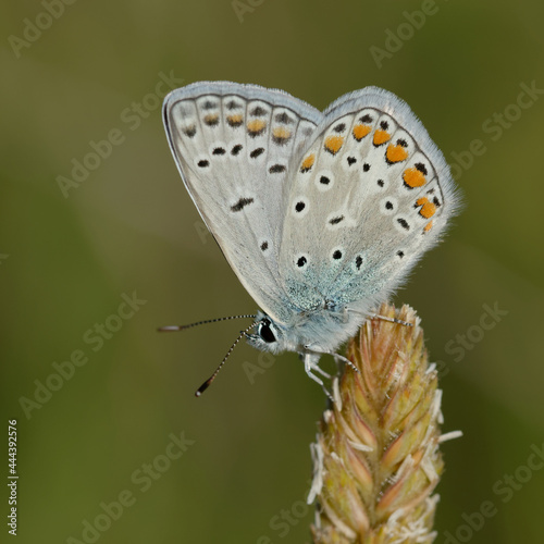 Common blue butterfly (Polyommatus icarus) on a plant