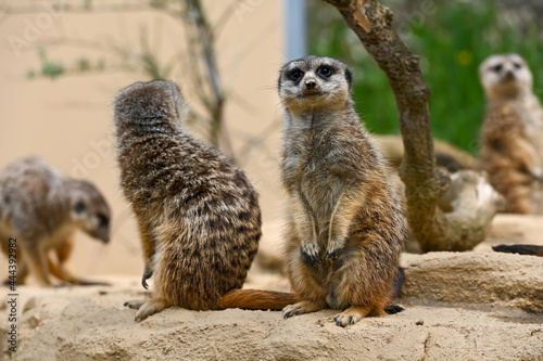 meerkat family playing
